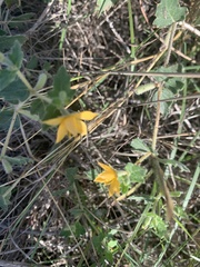 Mentzelia oligosperma