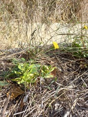 Reichardia picroides