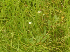 Ludwigia adscendens
