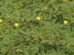 Neptunia oleracea