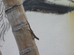 Anolis sagrei