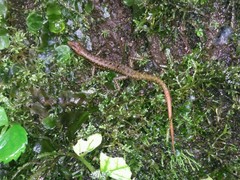 Sphenomorphus puncticentralis