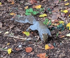 Sciurus carolinensis