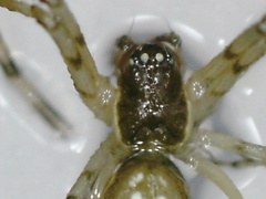 Linyphiidae