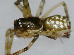 Linyphiidae