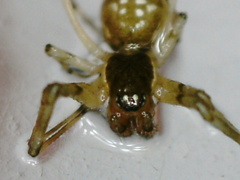 Linyphiidae