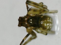 Linyphiidae