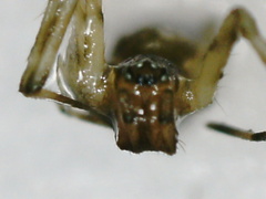 Linyphiidae
