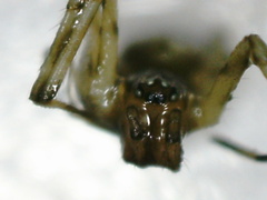 Linyphiidae