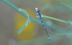 Coenagrion caerulescens