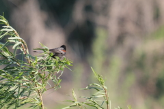 Icterus pyrrhopterus