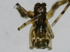 Linyphiidae