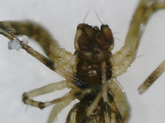 Linyphiidae