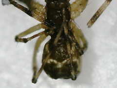 Linyphiidae