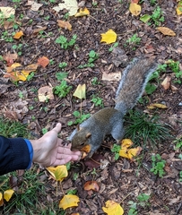 Sciurus carolinensis