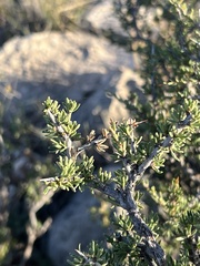 Condalia ericoides