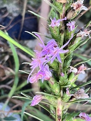 Liatris