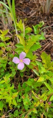Rhexia nuttallii