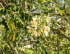 Moringa oleifera