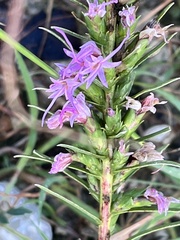 Liatris