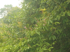 Lagerstroemia speciosa