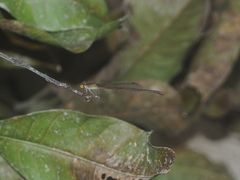 Ceriagrion praetermissum