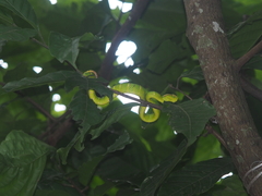 Tropidolaemus wagleri