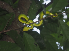 Tropidolaemus wagleri