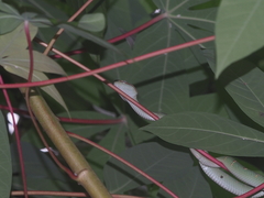 Tropidolaemus wagleri