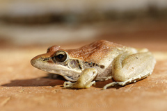 Ptychadena anchietae