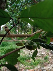 Tropidolaemus wagleri