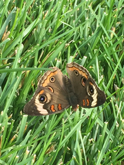 Junonia coenia