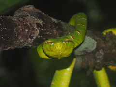 Tropidolaemus wagleri
