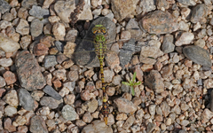 Paragomphus genei
