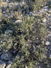 Condalia ericoides