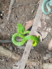 Tropidolaemus wagleri