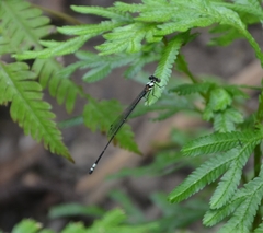 Nososticta impercepta