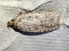 Agonopterix scopariella