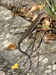 Pholidoscelis exsul