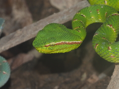 Tropidolaemus wagleri