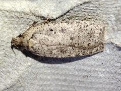 Agonopterix scopariella
