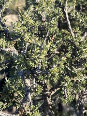 Condalia ericoides