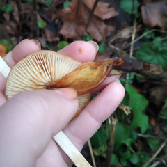 Flammulina velutipes