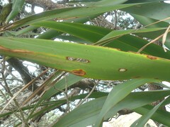 Orthoclydon praefectata