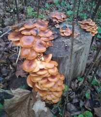 Flammulina velutipes