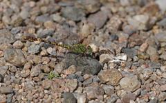 Paragomphus genei