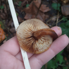 Flammulina velutipes