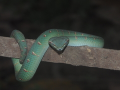 Tropidolaemus wagleri