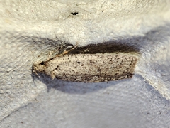 Agonopterix scopariella
