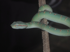 Tropidolaemus wagleri